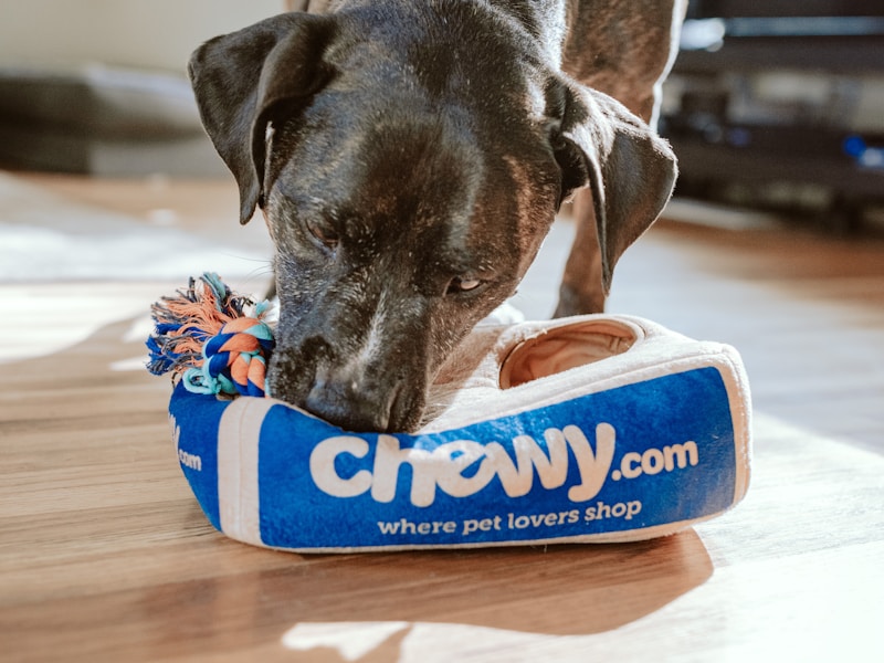 Pawsome Accessories
